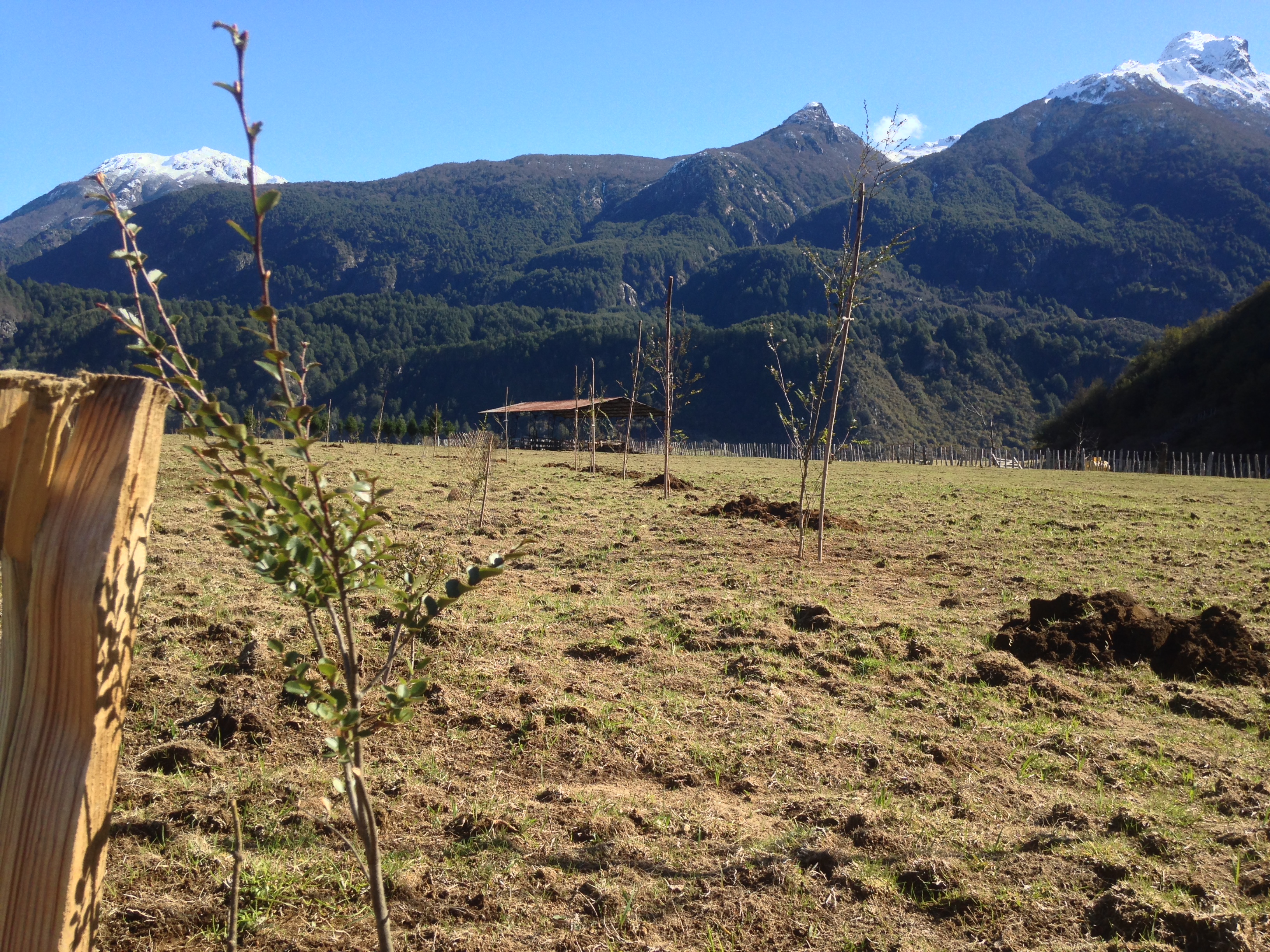 Nuevas cortinas del sistema agrosilvopastoril del Fundo La Pampita, septiembre 2016, con la cordillera nevada de Aysén al fondo